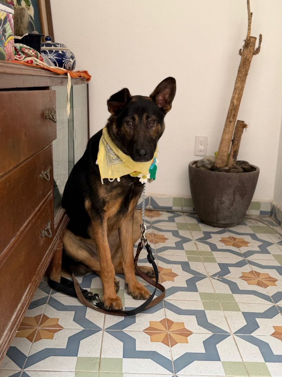 Amigos, les tenemos 3 noticias…
2 malas y una muy buena.

La primera es que, por una situación familiar de la persona que iba a adoptar a Luck, su adopción se canceló.

Por eso no publicamos nada el sábado, ni siquiera vino a su baño,ni nada.

Seguiremos difundiendo a Luck con