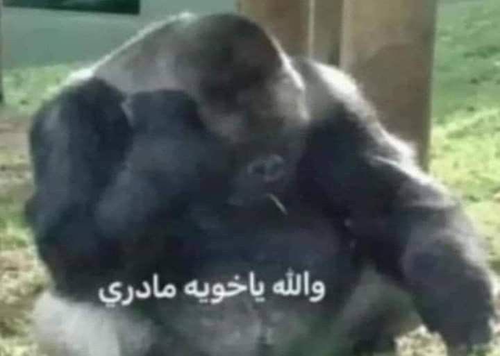 تايلر دردن من نادي العريكة tweet media