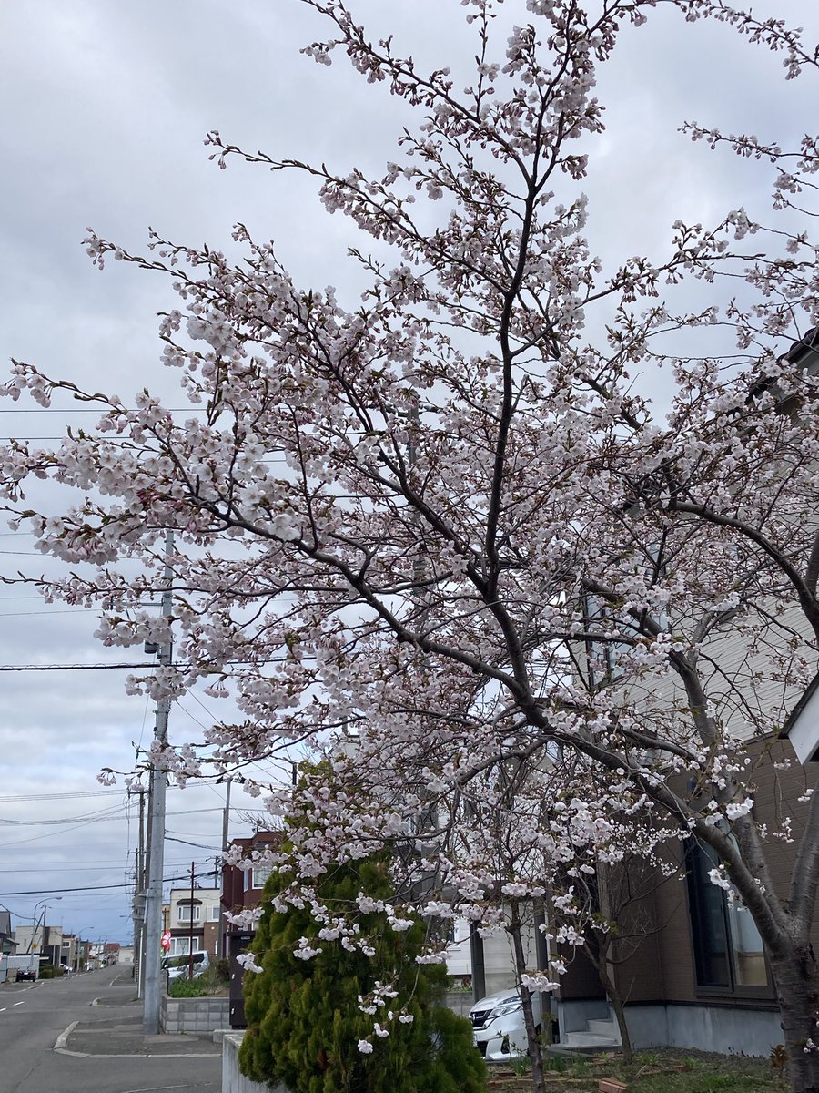 職場の前にも、家の近所にも桜が咲きました🌸
でも、寒い❄️
まさに花冷えですな