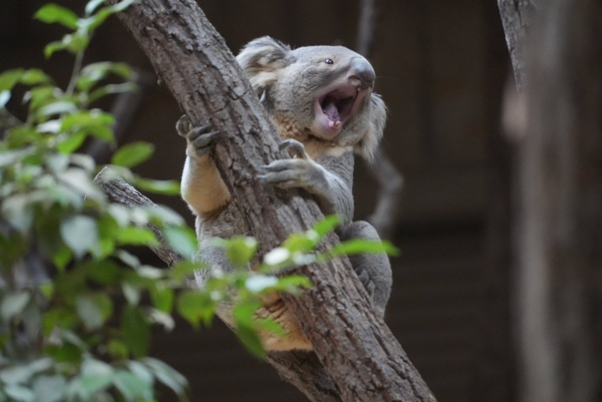 chaka_mal's tweet image. おはようコアラ☀️
どこの誰がもうGWなんだー！！！
と、叫ぶスカイくんでおはようございます🌞🐨💖
羨ましいです😇ね、スカイくん🐨

#東山動植物園 #スカイ #SKY