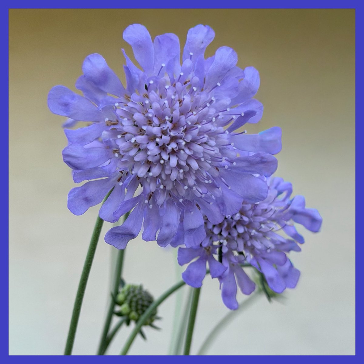 joannpip's tweet image. #FlowersOfX #PhotographyIsArt