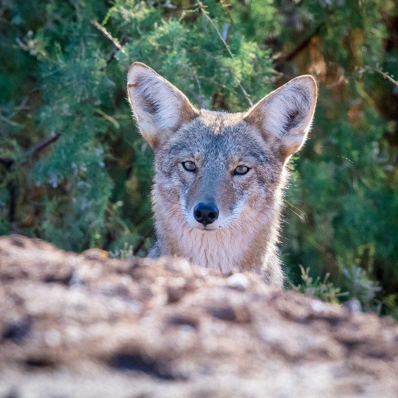 Denver T. Coyote tweet media