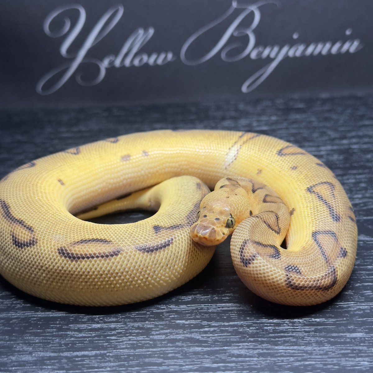 Yellow Benjamin
<a href="/Dnasty0014Y3l/">Yellow Benjamin</a> 

販売個体紹介

1.0 Pastel Enchi Clown het Pied 
¥50,000

Yellow Benjamin staff しゅん座
<a href="/chefqanaguma/">Yellow Benjamin しゅん座</a> 
お問い合わせはDMにて
このアカウントにお願いします。

#YBCB
#YellowBenjamin