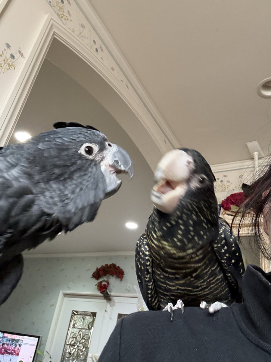 テズリン tweet media