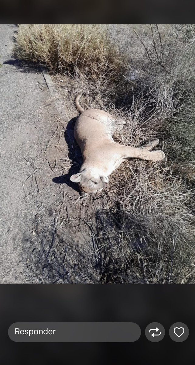 sergiosaidsm's tweet photo. Un amigo sube esto a su estado de WhatsApp y da coraje porque al parecer suele suceder seguido en carretera. Cabe mencionar que vive al sur del Edo. de #Sonora 
@SEMARNAT_mx @gobiernosonora https://t.co/nlfWWD2LTS