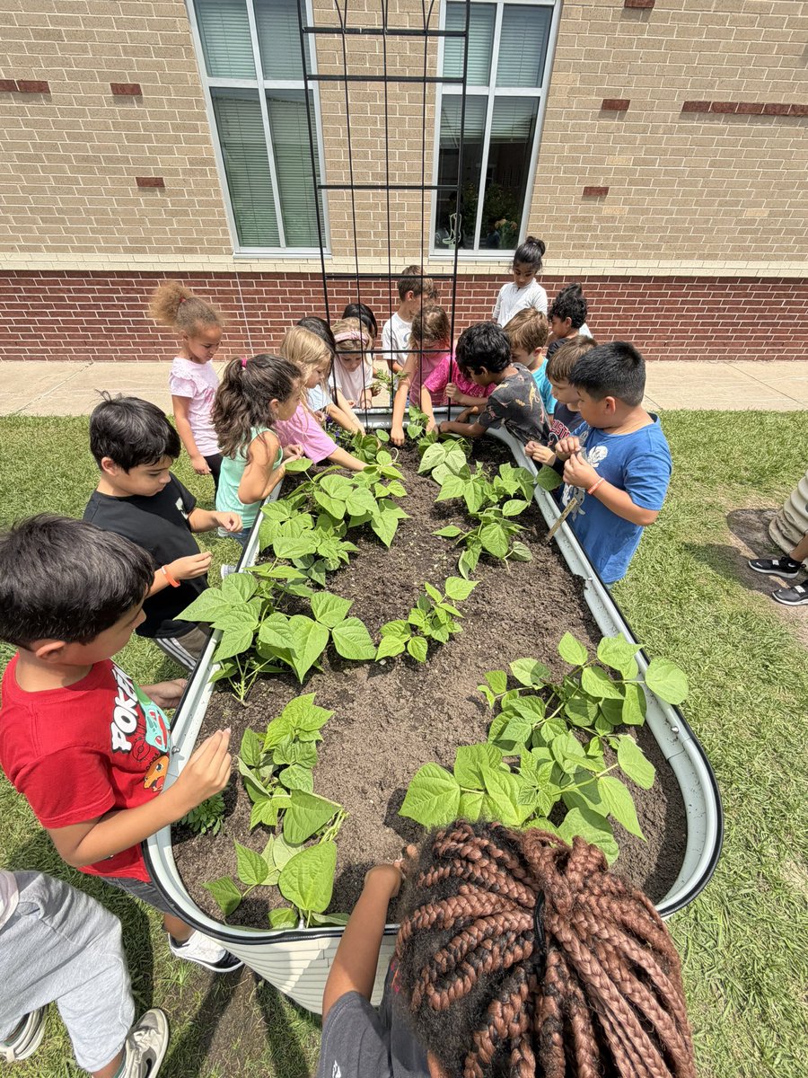 MsHamannRTGG's tweet image. Learning about ecosystems in the garden at @rennellredhawks! @readygrowgarden @BickhamFam5 
#outdoorclassroom #gardening