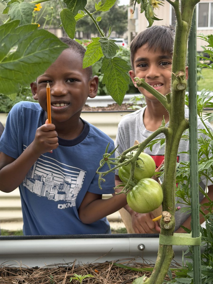 MsHamannRTGG's tweet image. Learning about ecosystems in the garden at @rennellredhawks! @readygrowgarden @BickhamFam5 
#outdoorclassroom #gardening