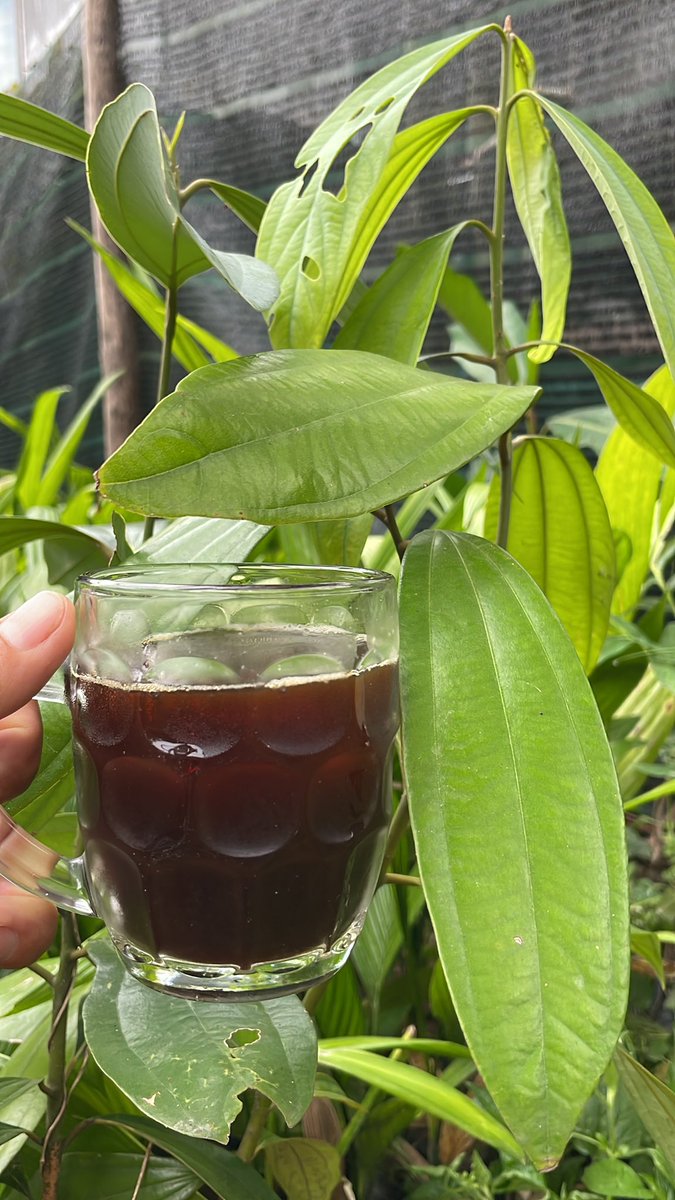 Hà Huy Hậu | Hado tweet media