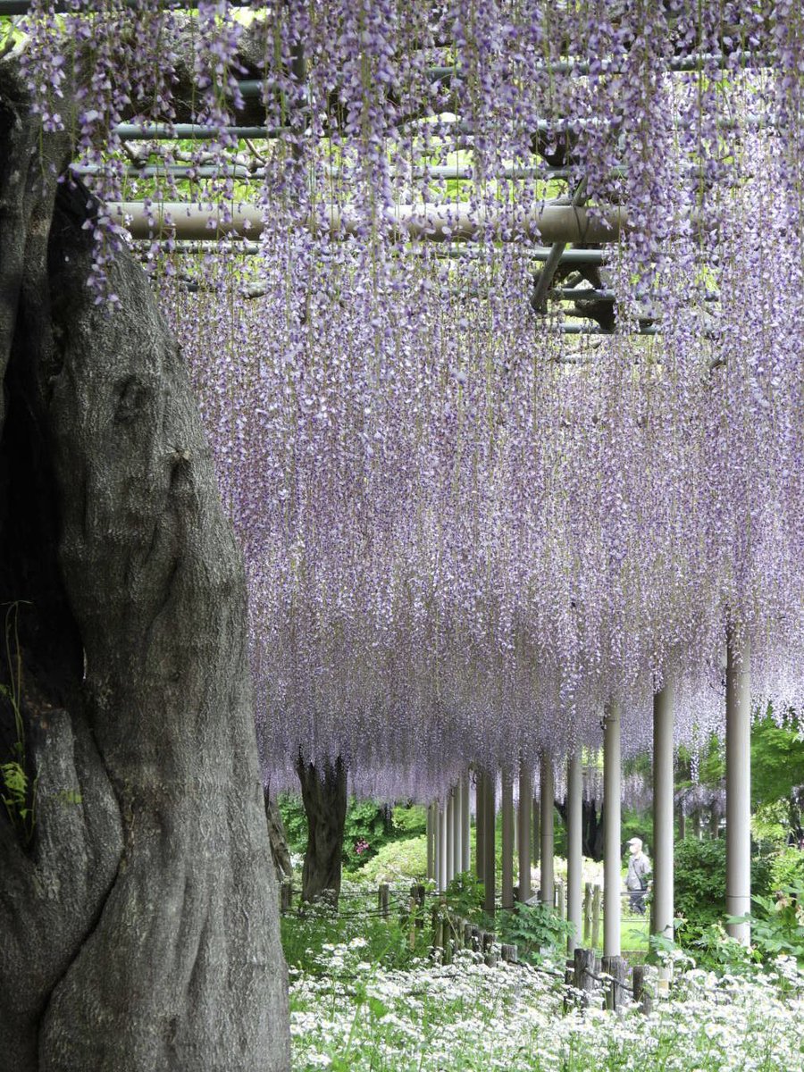 おはようございます

今日も笑顔でいきましょ(∗ˊ꒵ˋ∗)

#曼陀羅寺 #藤