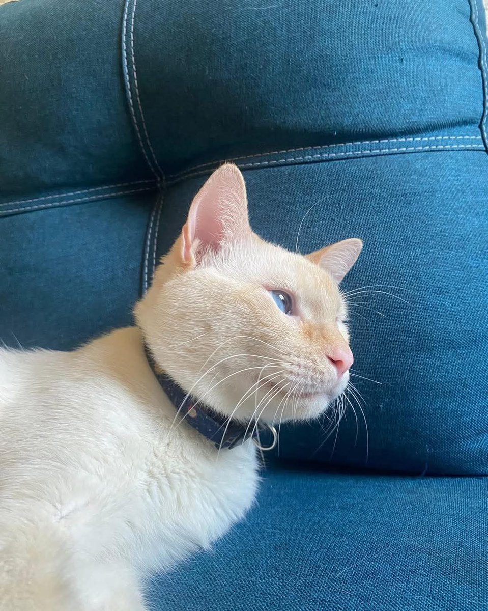 #ServicioSocial
SE BUSCA 🚨🚨
Nuevo Lourdes Poniente 📍

necesito de su ayuda se busca al Chelito es un gato de casa el no sale nunca, en un descuido el se salió carga un collar azul, con planetas, se perdió por la senda los olivos de la primera etapa nuevo Lourdes!! Si lo ven