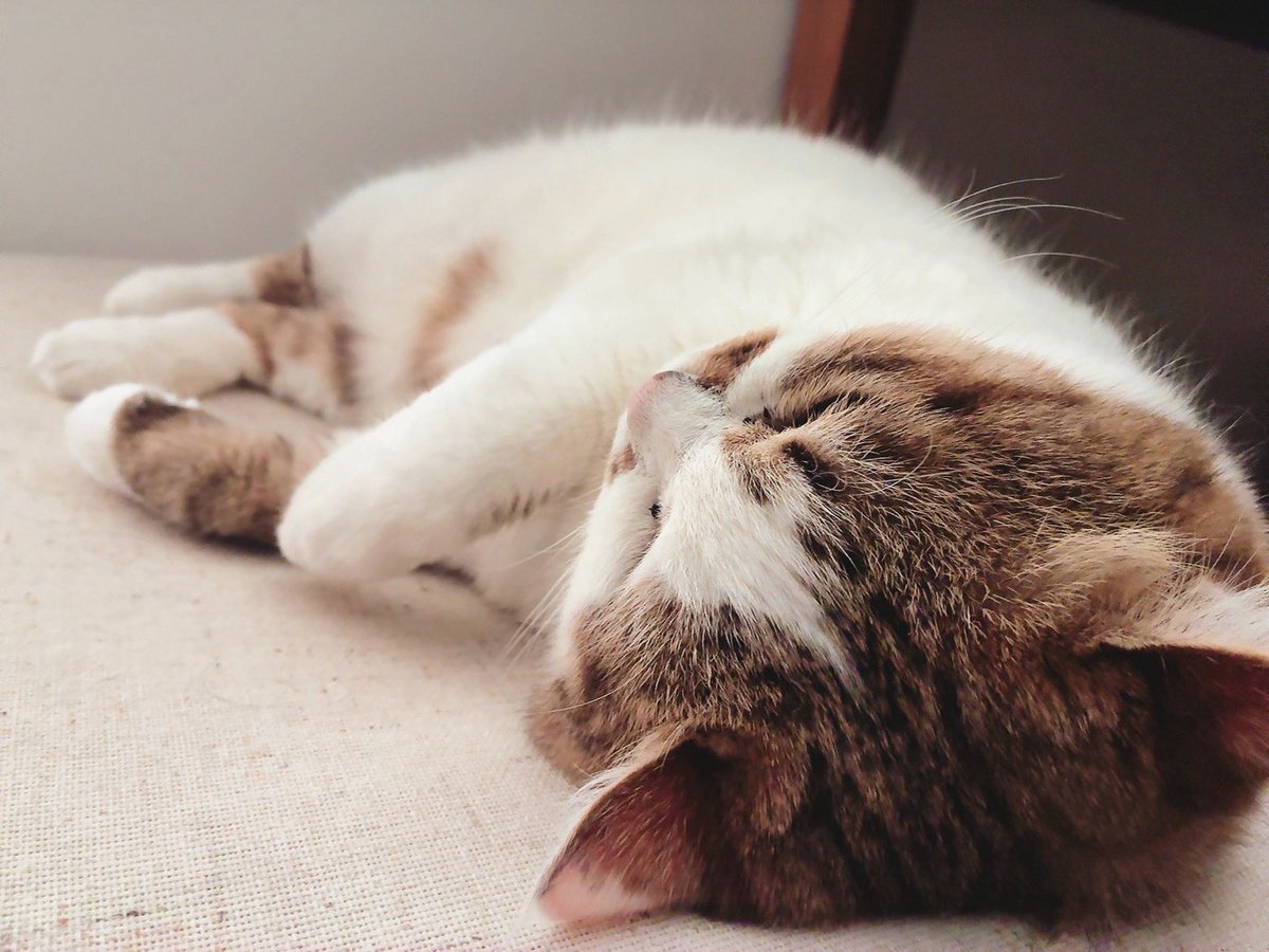 epitakemncr's tweet photo. おはようございます。
今日も御御足がso cute。 https://t.co/7ktrkZnppi