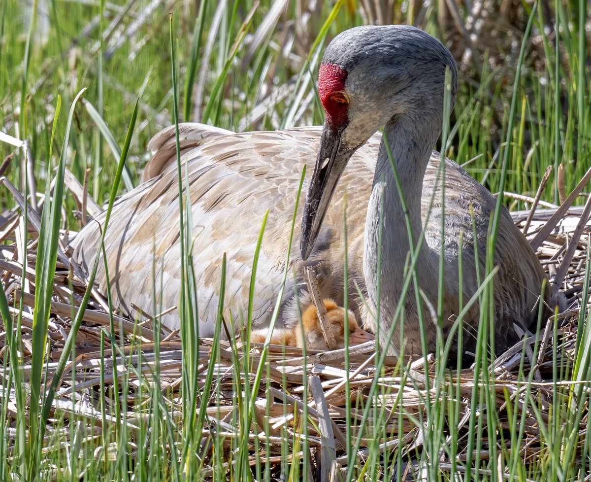 A Sandhill Crane colt (a baby crane), less than 24 hours old, takes a snooze in the sunshine next to mama crane.