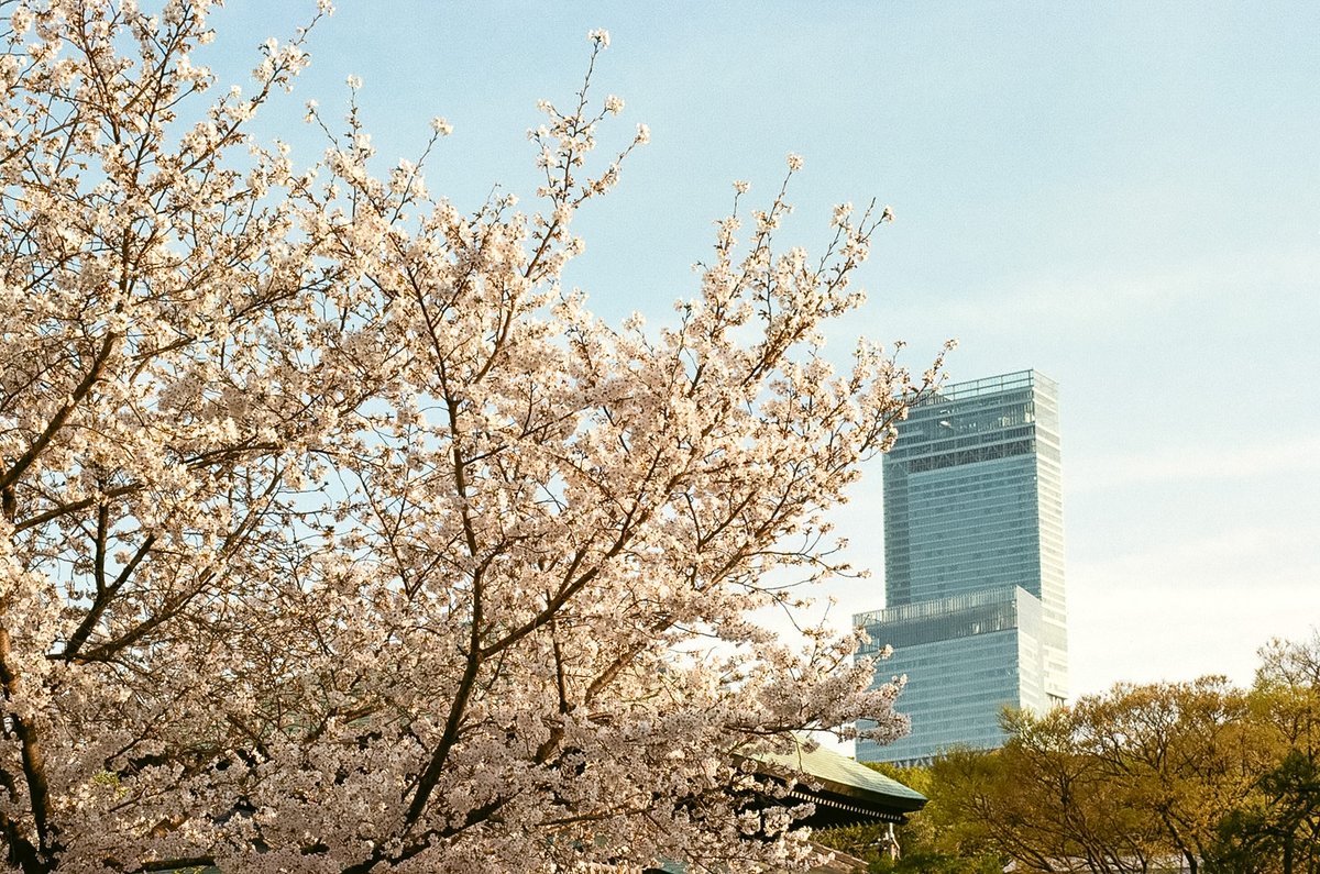 takeruneenee's tweet image. 今さら桜写真

KODAK Proimage100 期限切れ

#写真好きな人と繋がりたい
#フィルム写真
#filmphotography