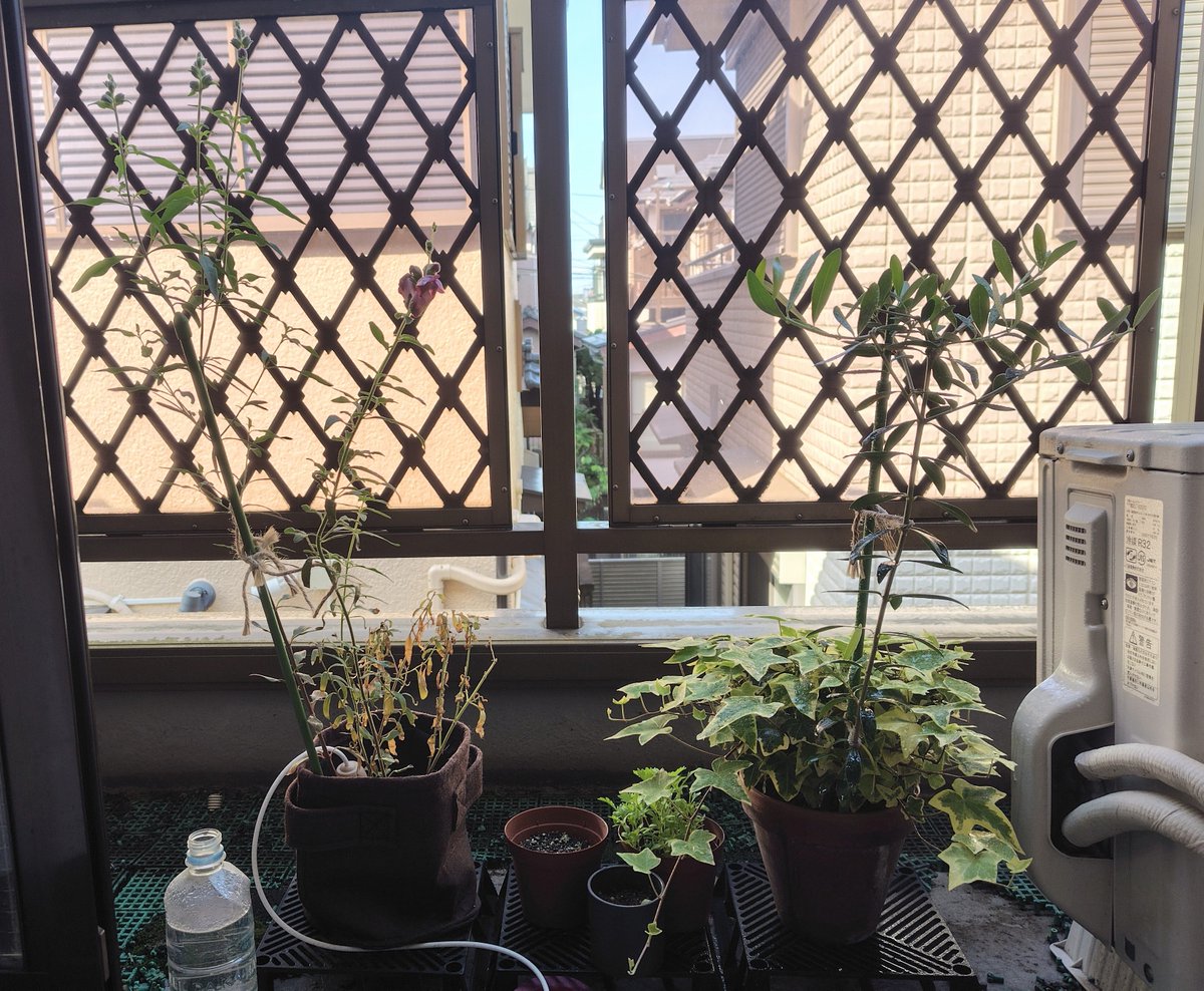 yozora1465133's tweet image. 育てながら、次の季節に備える
#gardening #photography