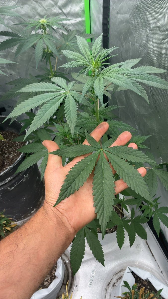 BudzerkaGNG's tweet image. Ghost Glue is showing off her favorite fans 😍 #weed #growyourown #homegrown