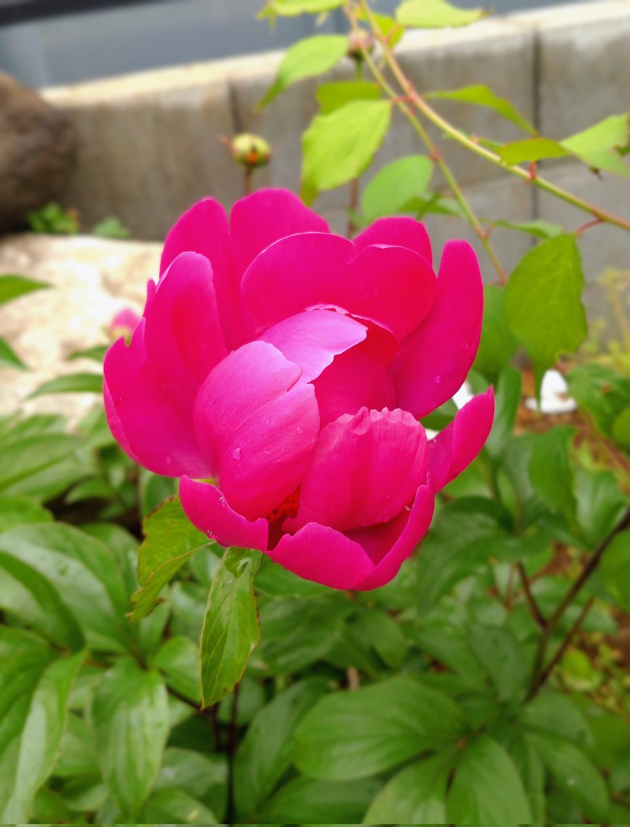おはようございます
薔薇と芍薬が咲きはじめました😊