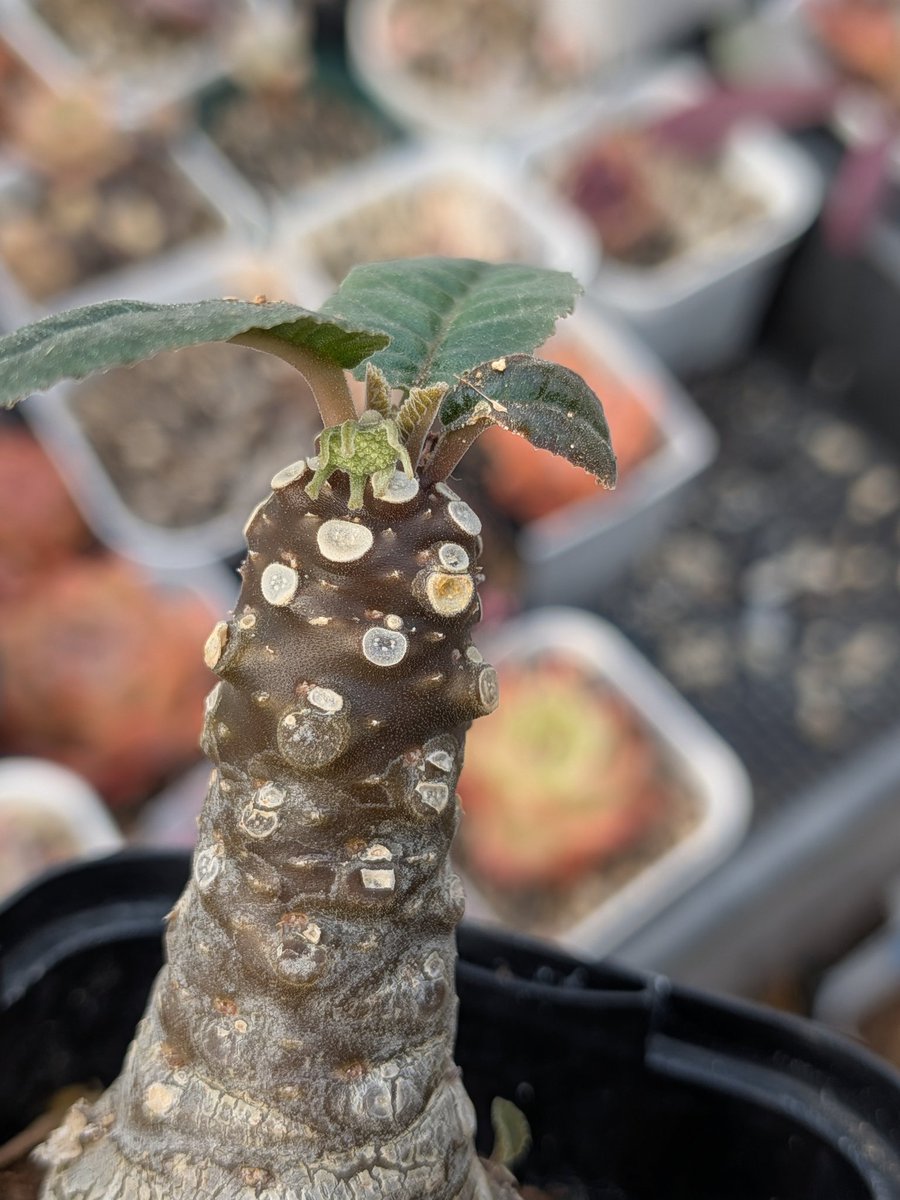 こはる。 tweet media