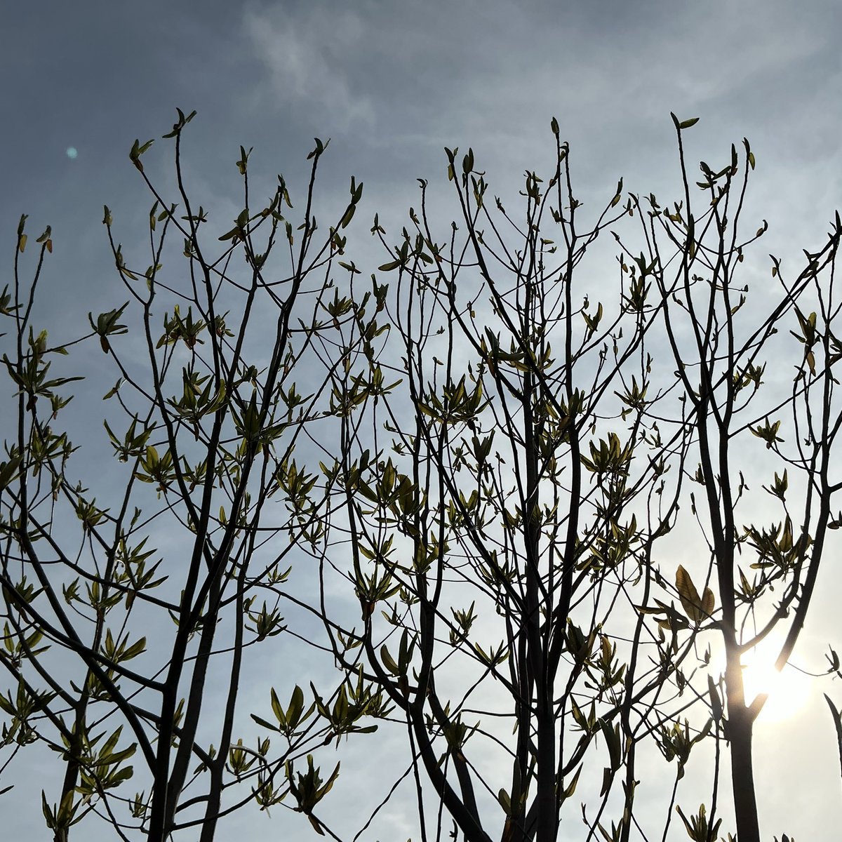 tonpyo's tweet image. おはようございます。
今朝の富山市は晴れています。
Good morning!
It’s a beautiful morning in Toyama city.
#calendar #killifish #日めくりカレンダー #めだか
