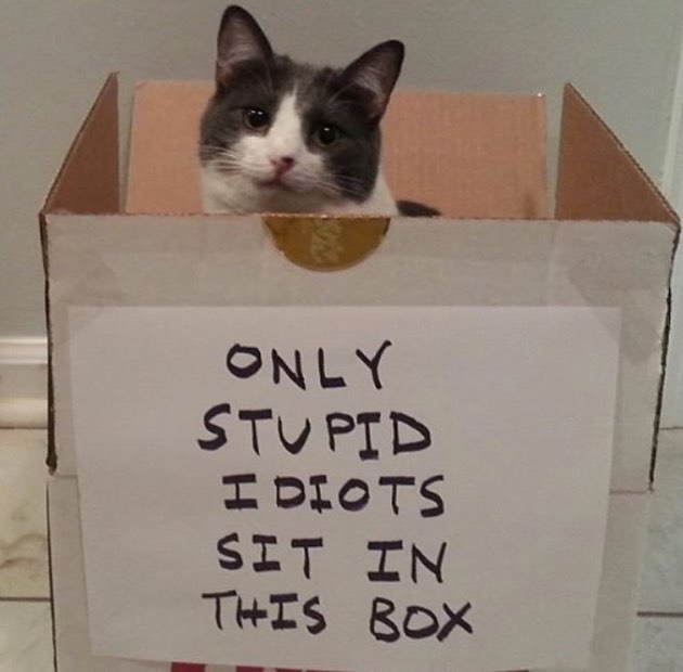 Punch Cat (@punchingcat) on Twitter photo 