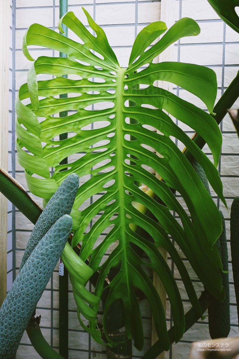 投稿中のモンステラ！ 私のモンステラ (@mymonstera) / Posts / X