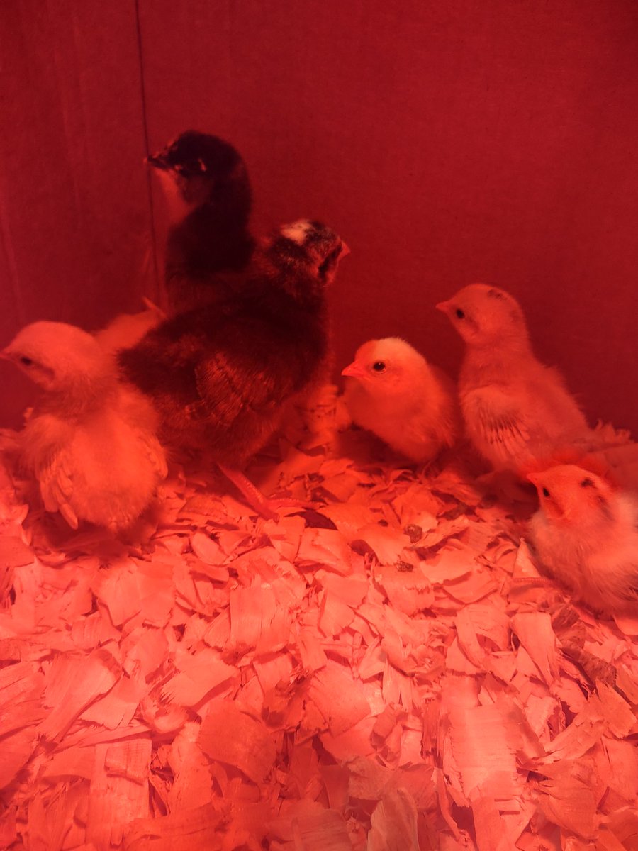Raising Chickens for Beginners tweet media