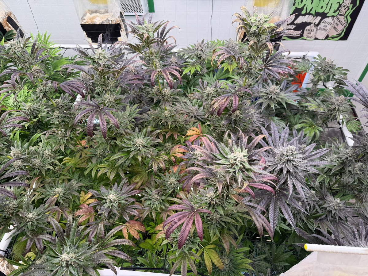 MDM_420's tweet photo. Got to love a colorful grow 💚 https://t.co/SqoYeH6CAI