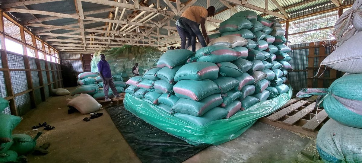 grainproinc's tweet image. For children in vulnerable communities, a school meal is often why they stay in class. KCEP-CRAL recognized this, and with GrainPro solutions, around 63 tons of grain were safely stored in a Cocoon Indoor.

Full story: hubs.li/Q04dzWgs0
#Hope #Sustainability #FoodSecurity