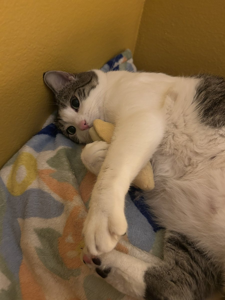 goose🪿 tweet media