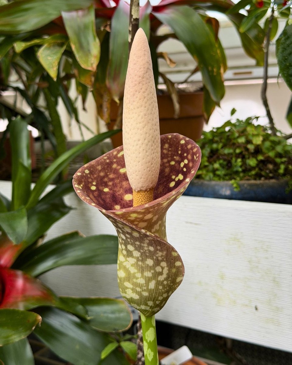 SFConservatory tweet media