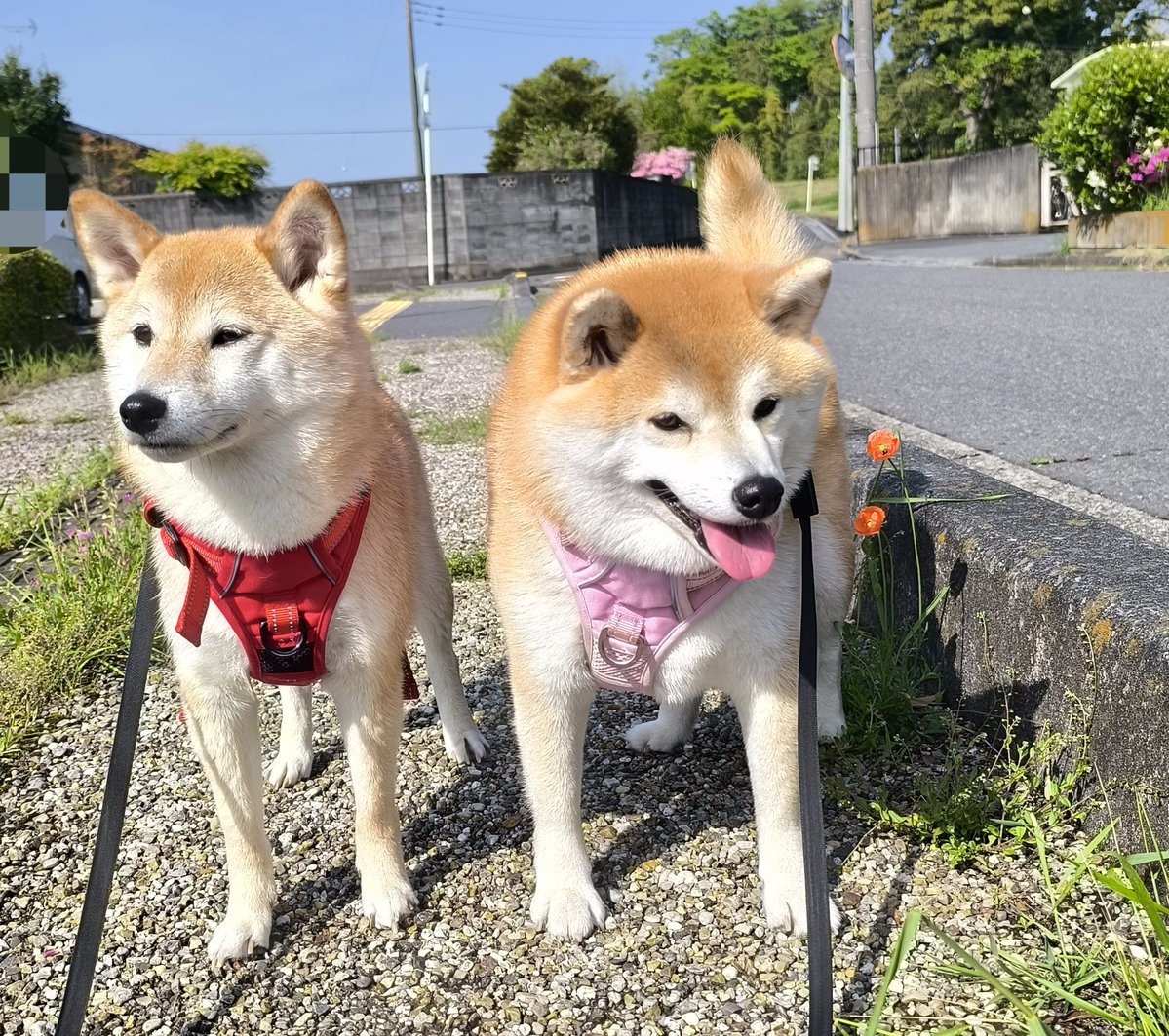 柴犬ちびまる子 tweet media