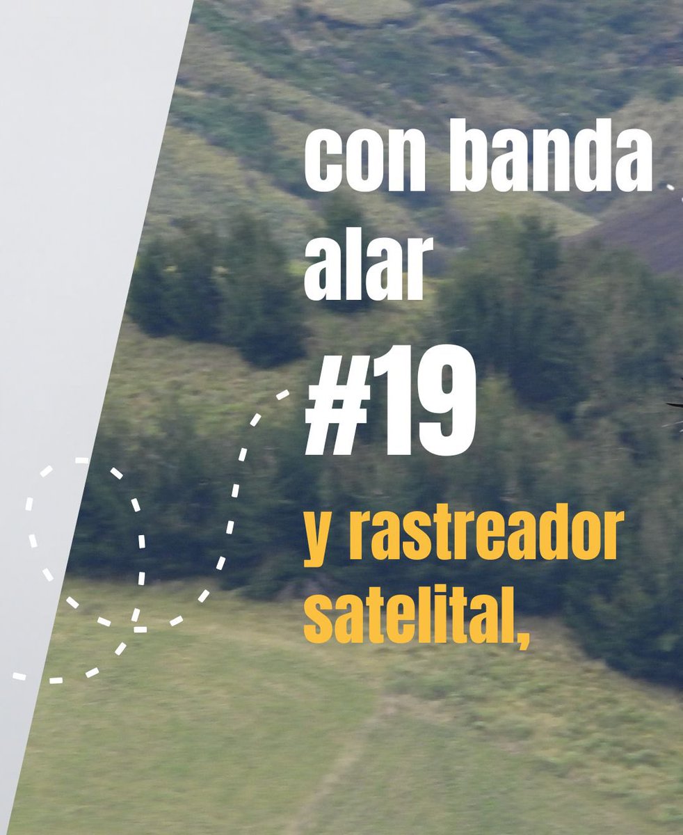 CondorFundacion tweet picture