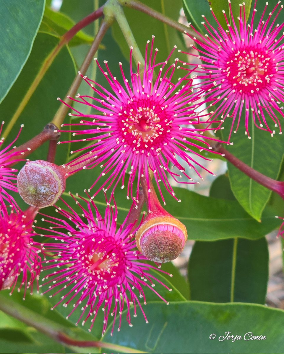 IntoNatureJorja's tweet image. Corymbia ptychocarpa 🩷 #wildflowerhour #flowers #ozplants