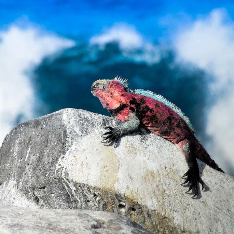 Lindblad Expeditions tweet media