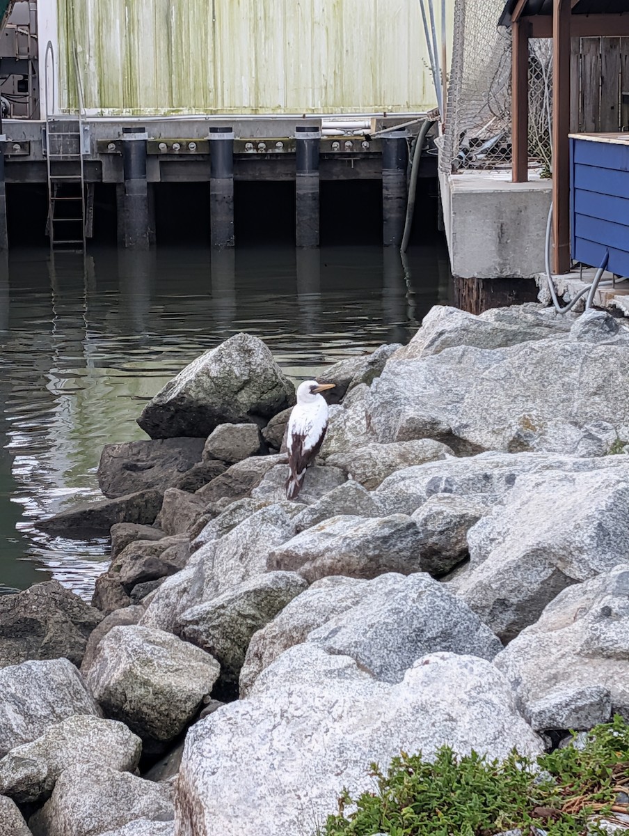 rbabox's tweet image. A Nazca Booby has just been confirmed in Monterey County, California! (CODE 4) ebird.org/checklist/S328… Photo: Andrew Vernon #ABARare #birding