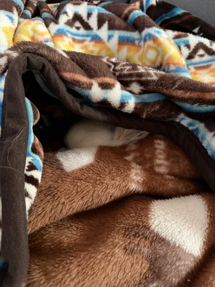 MUGIn_newtw's tweet photo. かくれんぼ中？？！眠いだけ…
#チワワ
#犬のいる暮らし
#朝活 https://t.co/LtFXPM2jNf