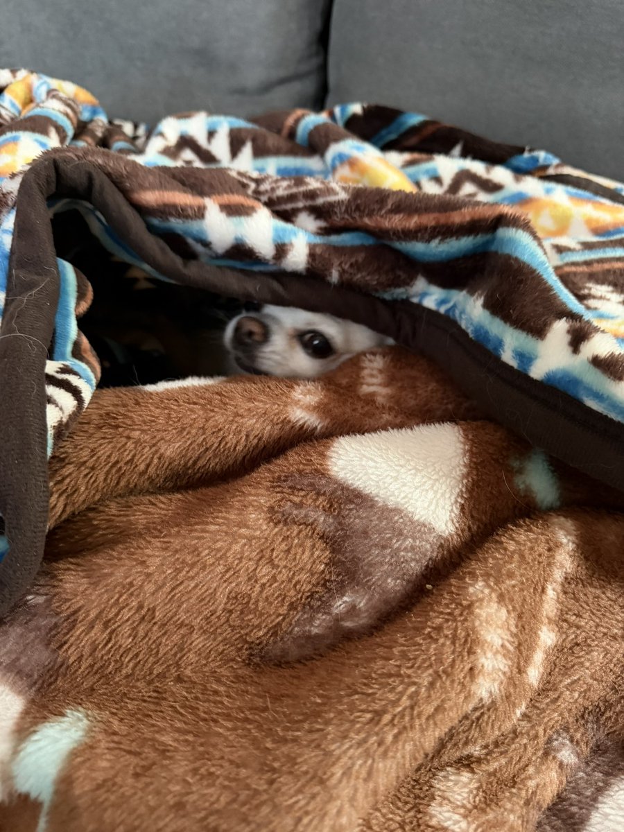 MUGIn_newtw's tweet photo. かくれんぼ中？？！眠いだけ…
#チワワ
#犬のいる暮らし
#朝活 https://t.co/LtFXPM2jNf