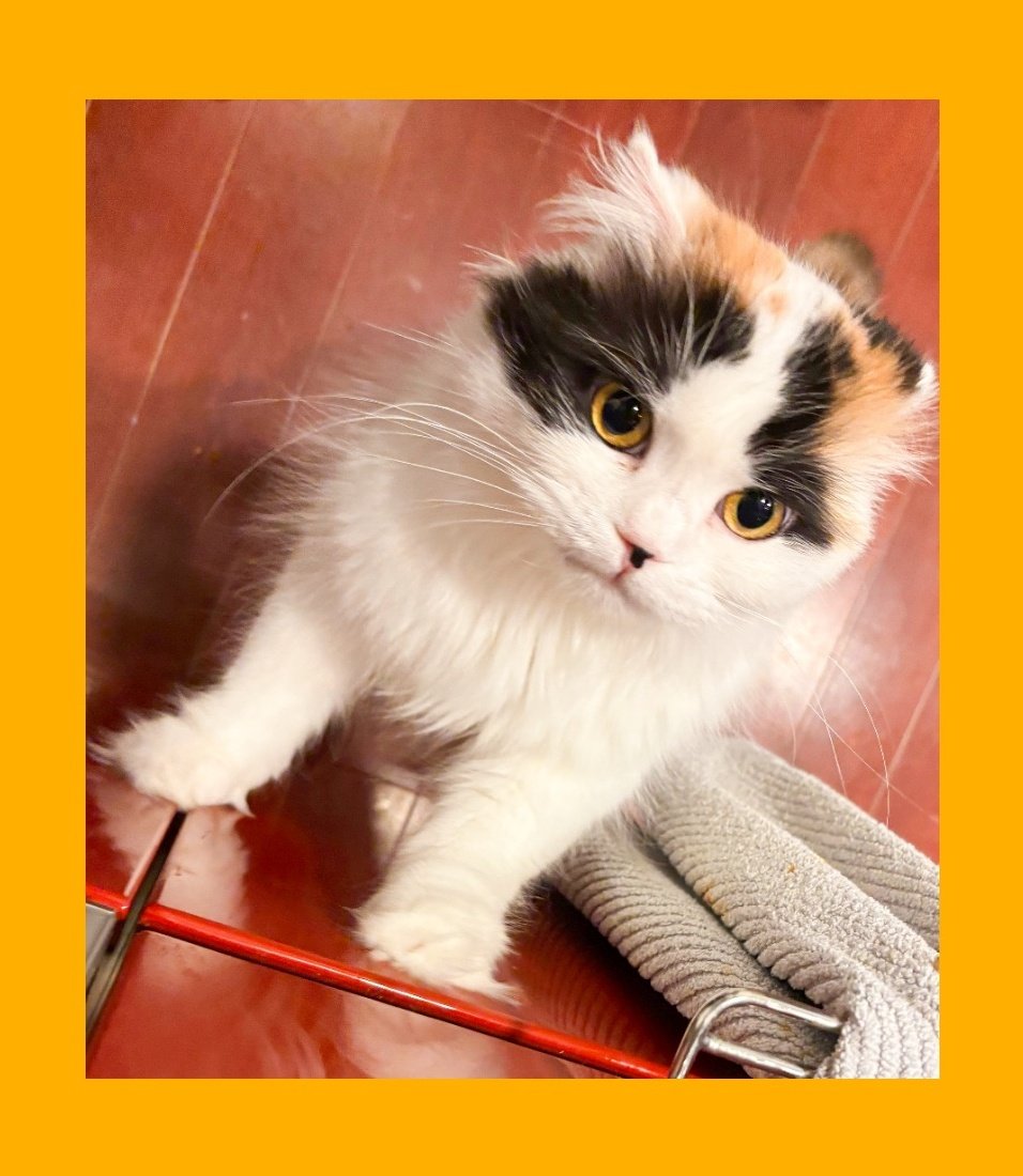 うたはるさり🐈‍⬛🐈🎹時々おそら組🌈 tweet media