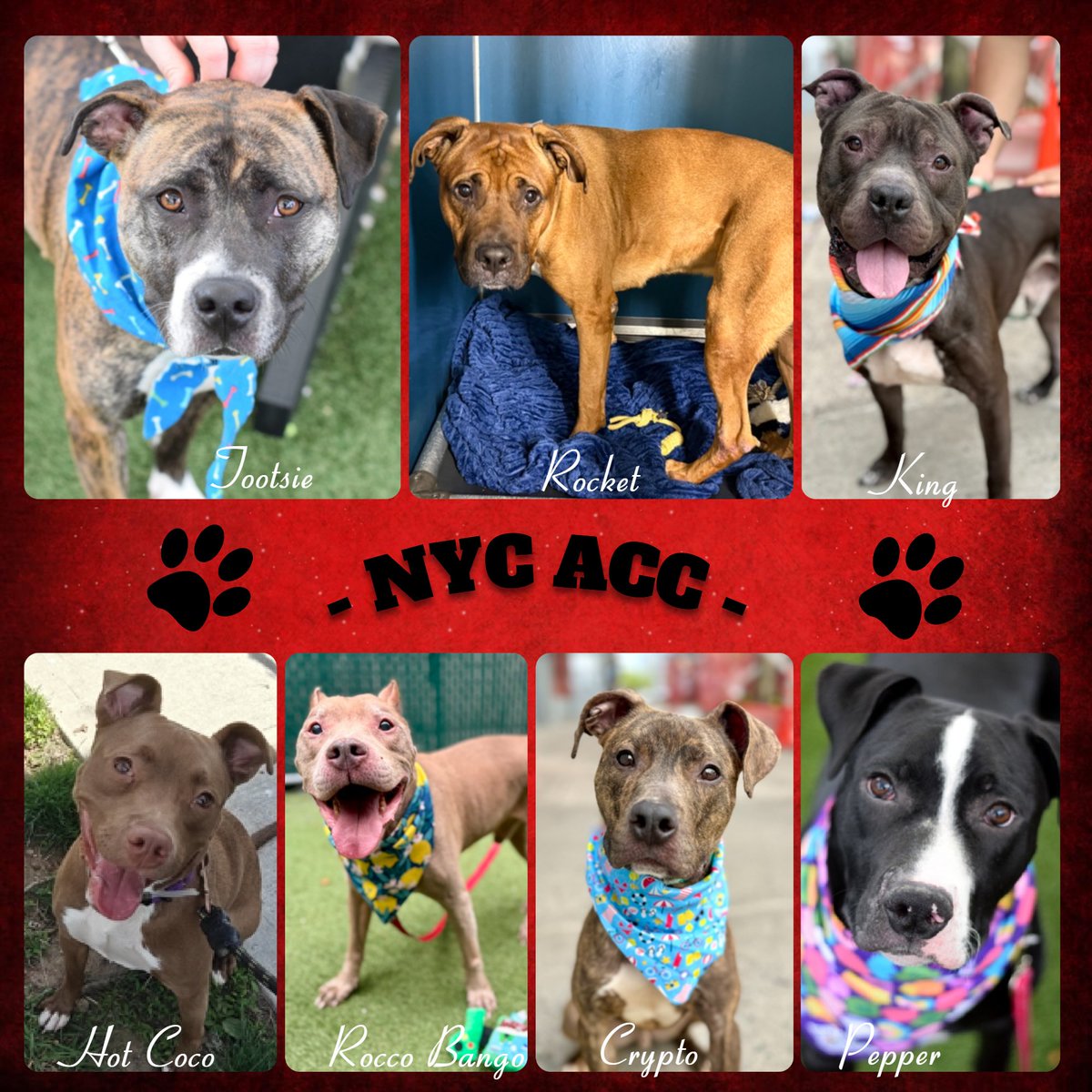 notthesameone2's tweet image. Blaze killed
Ranger killed
Snowman killed
Papa reserved

7 dogs left. Anyone interested DM me. 

Pledges
Rocket $1375
Pepper $1345
Crypto $1230
King $1180
Hot Coco $1167
Rocco Bongo $1060
Tootsie $965
