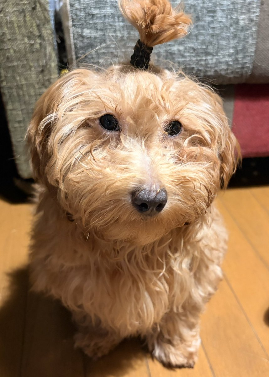 🪭 線 tweet media