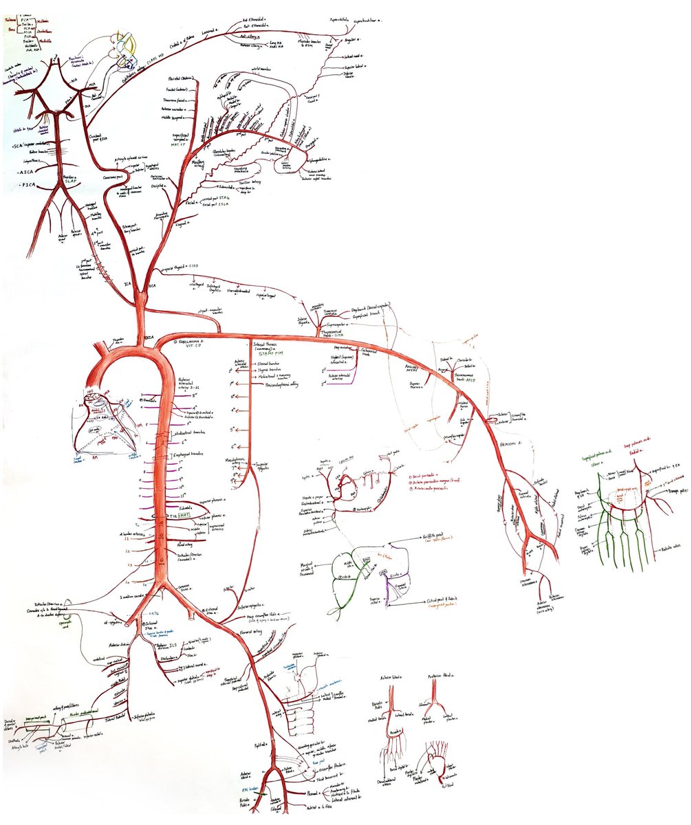 Oren Gottfried, MD tweet media