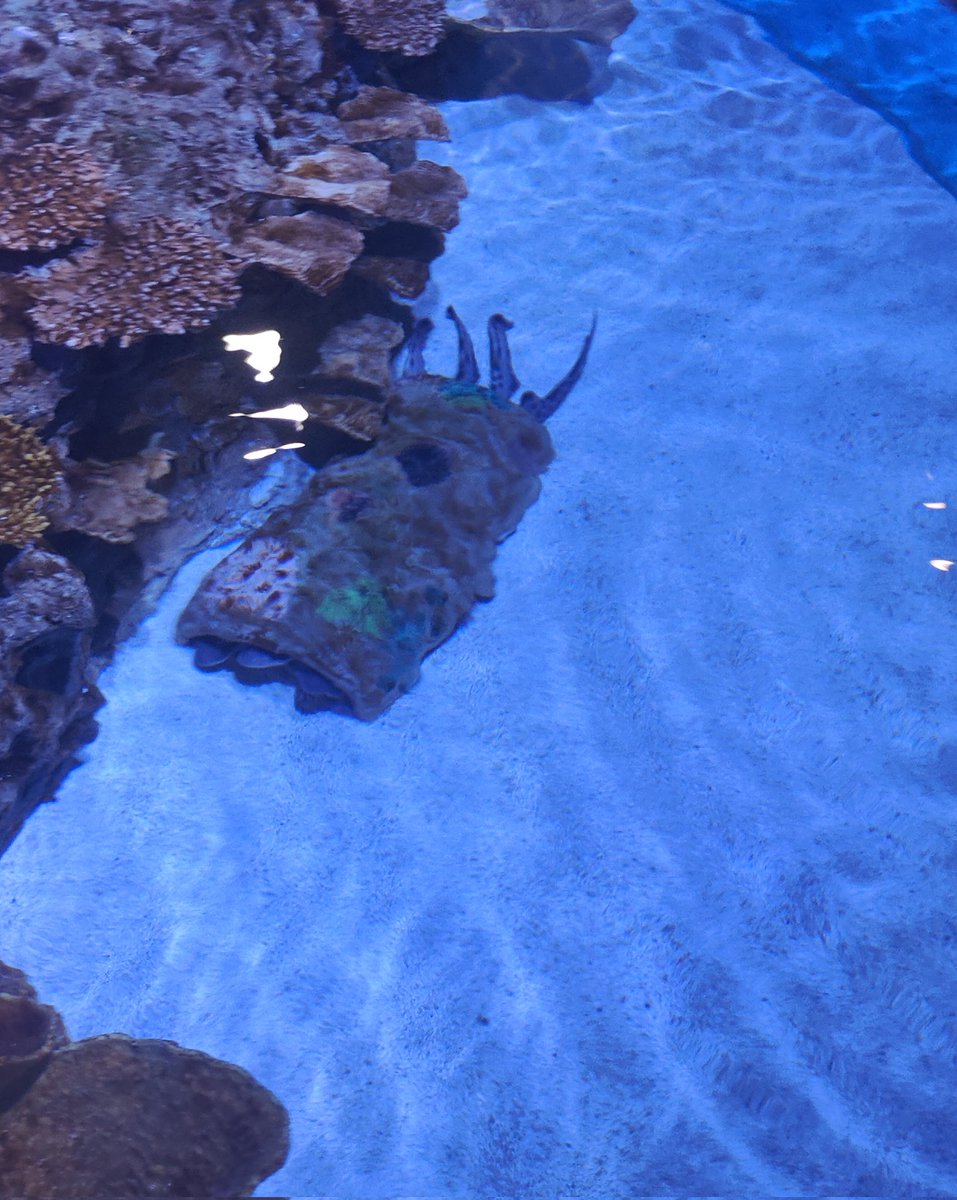 kdhr_q2's tweet photo. @catgirlkawase aww cat. here some catsharks https://t.co/pXFMsKgxOz