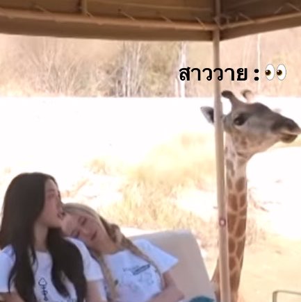 มุ้บมิ้บ tweet media