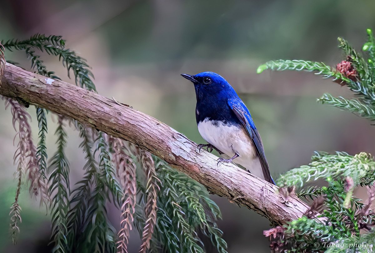 #オオルリ
#total_nature_japan_member
#best_moments_nature
#sony
#α1II
リアルタイム認識AF
SEL600F40GM
DxOPureRAW6