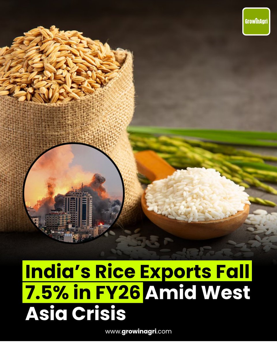 GrowinAgri's tweet image. India’s #rice exports declined 7.5% to USD 11.53 billion in FY 2025-26, mainly due to reduced shipments to key Middle Eastern #markets affected by ongoing US-Israel-Iran conflict.

#Exports in March alone dropped 15.36% to USD 997.53 million, according to commerce ministry data.