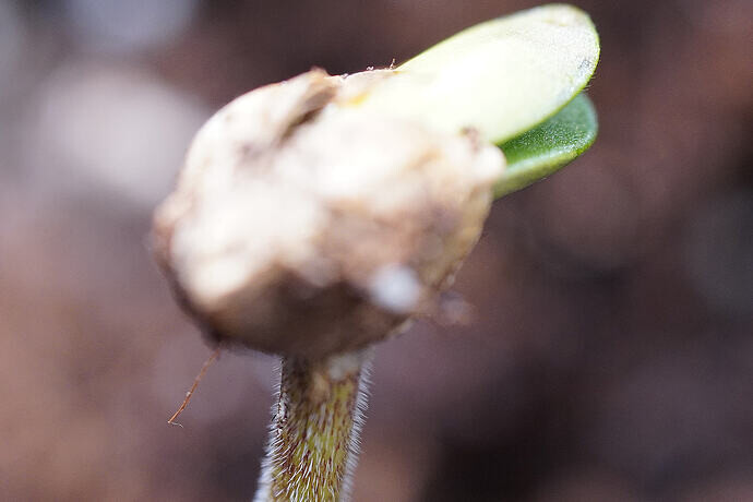 MySeeds tweet media