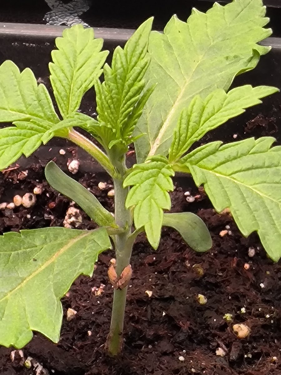 MySeeds tweet media