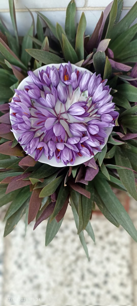 ☫ آرسو ☫ tweet media