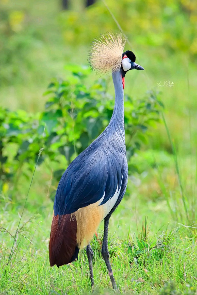 Baguma Moses tweet media