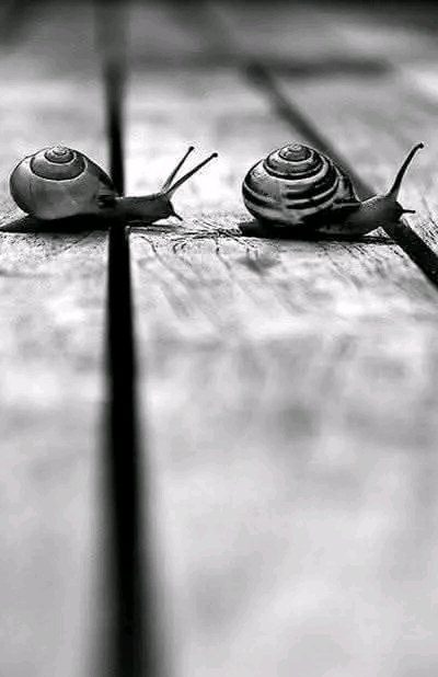 ARWENMOR's tweet photo. “Por muy cansado que estés, sea cual sea la distancia, ¡muévete hacia tu objetivo! 
Incluso si te mueves tan lento como un caracol, ¡llegarás allí! ¡Moverse!
 Ya sea rápido o lento, ¡muévete!”. 

Mehmet Murat Ildan https://t.co/Nxeld1R39f