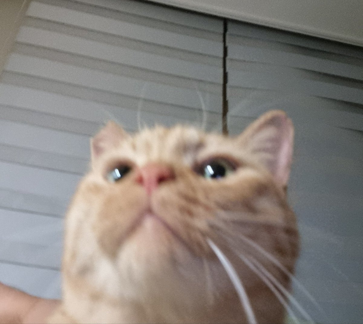도봉동 고양이 찾습니다 tweet media